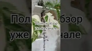 Обзор моей коллекции растений #plants #комнатныерастения #моирастения