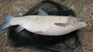 Рыбалка в Краснодарском крае.Село Красносельское.