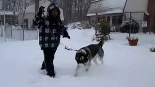 Mikey the Siberian Husky in a Cold Winter Day!