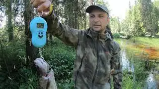 По болотным речкам в поисках больших хариусов.Часть вторая.