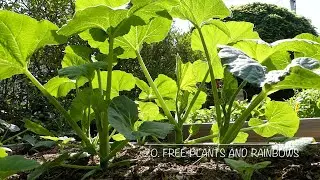 20. Free Plants and Rainbows