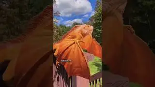 Animals transformation #viral #animalsofyoutube #shorts