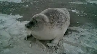 Нерпа/Seal