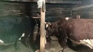 Хозяйство. Готовлю отбивные из свинины. Жизнь в деревне.