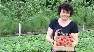 АГРОВОЛОКНО НА СТАРТЕ. Полив клубники без последствий.