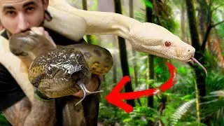 ARE SNAKE HYBRIDS BAD? ANACONDA HYBRID PROJECT!