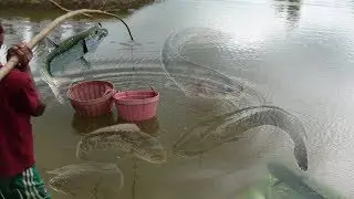 BASKET HUNT 2017!! - Strange But Strong For Fishing - Khmer Cast Fishing