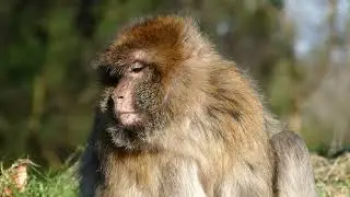 Animals Stock Footage  No Copyright Wildlife Shots  Royalty free animals
