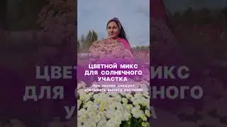 Однолетние цветы для солнечного участка, яркий микс  