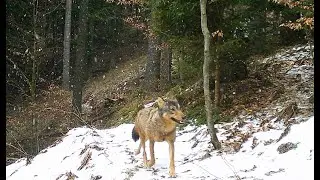 Vlčia  hostina-z fotopasce.