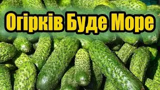 Ця Підгодівля Завалить Вас Огірками: Секрети Розкішного Врожаю