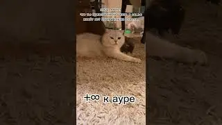 #cat#youtube#кошка#кот#ютуб#fun#funny#fyp