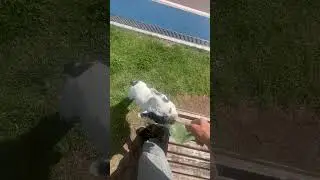 Добрый бульдог