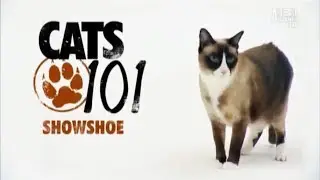 Сноу-шу 101Kote.ru Snowshoe 101Cats
