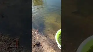 Пусть растут дальше 😉 Рыбалка Витебск Беларусь 🇧🇾