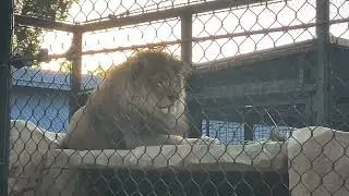 Lion 🦁 King