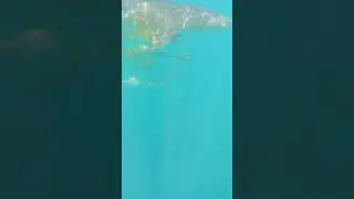Lemon Shark with Golden Trevally and Remora following 