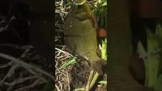 Большая редкость поймать Красного карася