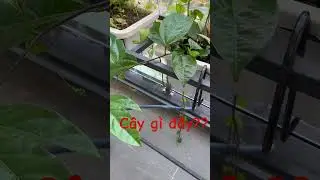 Cây lạ mọc trong chậu cây cảnh? #shorts #caycanh