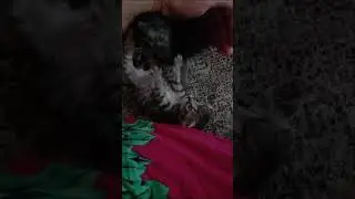 мама этих котят умерла как родила.