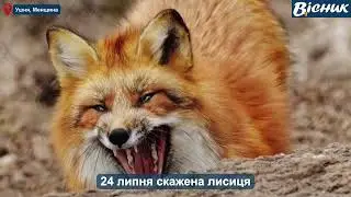 🔵 Скажена лисиця забігла у двір родини Сльозко в Ушні на Менщині. #вісникч