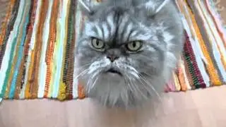 Очень сердитый прикольный кот
