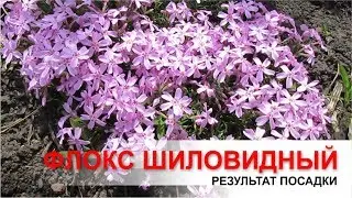 Флокс шиловидный. Результат пересадки.