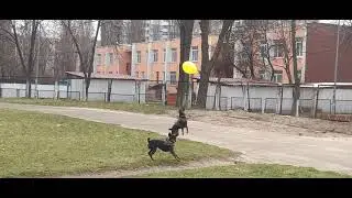 Djonik end Thunder Kyiv UA