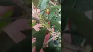 Azalea en flor y olivo con fruto #bonsai #bonsaiparaprincipiantes #bonsaitree #plantas