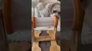 Which puzzle toy you pick?