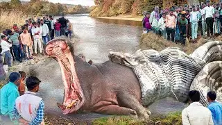 What Happens When The Giant Python Tries To Swallow The Male Hippo And The Aftermath