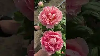 Peony Somon / Voroshilova's Garden 