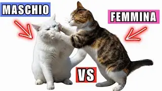Gatti maschi vs femmine: 8 differenze sorprendenti