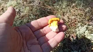 Едем в лес 🌲 за грибами на даче🍄. Разведка.
