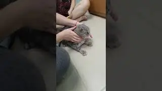 generalized tonic clonic seizures cat
