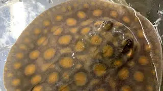 It Happened!!! Stingray Feeding