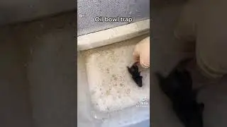 Use the regular live traps whenever possible, it’s easier on you AND the mouse 