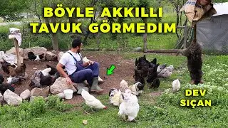 BÖYLE Akıllı Tavuk Görmemiştim ! Dev Sıçanı Yakalamış Yememiş - Gurk Tavuk Yatırdım -Yumurta Toplama