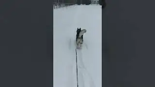 Зайчик - попрыгайчик!