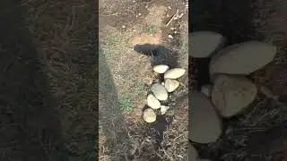 Забор бут, почему в доме воняет
