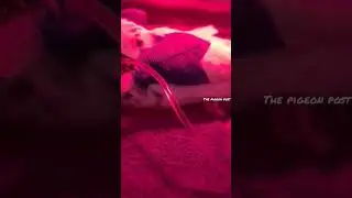 कबूतर के ड्रिप चढ़ रही है🥺||#shorts