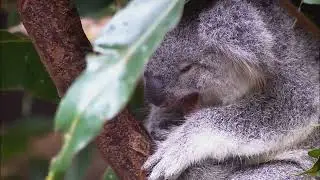 Wildlife