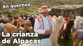 la Crianza de Alpacas