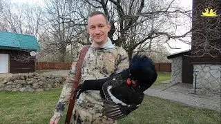 Охота на Тетерева на току! (2019)