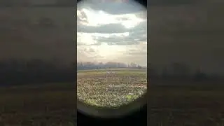 12 Whooping Cranes