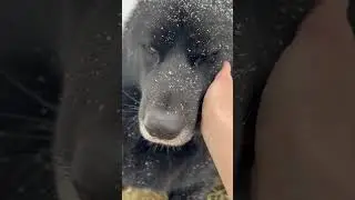 Волкособ и его щёчки 😍