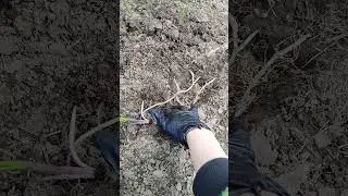 Зачем майский ландыш высаживать под яблони?