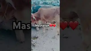 Mashallah 🥰/ bado badi #mashallah #sacrifice
