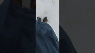 russian squirrel #animals  #shorts #squirrel #funny