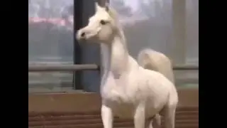 белый